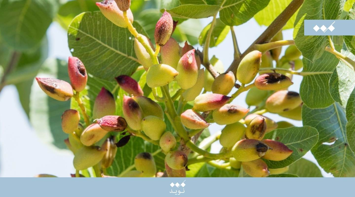 زادگاه آجیلها؛ پستههای رسیده روی شاخه بهعنوان نمونهی مبدأ کشت