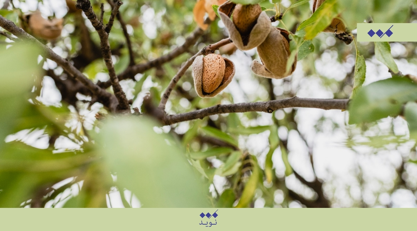 زادگاه آجیل‌های معروف ایران